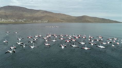 F­l­a­m­i­n­g­o­l­a­r­ ­V­a­n­ ­G­ö­l­ü­­n­d­e­ ­-­ ­S­o­n­ ­D­a­k­i­k­a­ ­H­a­b­e­r­l­e­r­